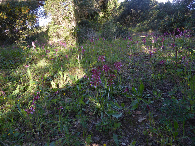 Anacamptis papilionacea ( e Anacamptis x gennarii)